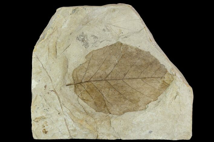 3.4" Fossil Birch Tree (Betula) Leaf - Hungary